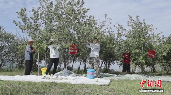 永隆配资 （乡村行·看振兴）“中国翅果油树之乡”山西翼城：特色产业绘就富农好“丰”景